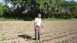 Чаро деҳқонони тоҷик дигар кишт намекунанд?