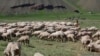 Пешком за счастьем из Нарына в Бишкек