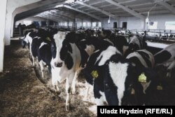 Малочна-таварная фэрма «Сьліжы», якую раскрытыкаваў Лукашэнка