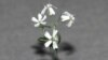 A silene stenophylla grown from tissue of fossil fruit found in a squirrel burrow that had been stuck in Siberian permafrost for over 30,000 years.