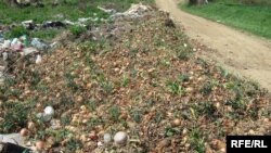 Кромидот во прилепско заврши на депонија
