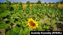 Більшість культур неможливо вирощувати на Херсонщині без зрошення