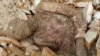 Shrouded In Mystery: Mummified Body Could Be That Of Iran's Reza Shah