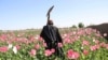 برنامۀ توسعه‌ای ملل متحد: کم‌بود منابع آبی مانع جدی در برابر ترویج کشت‌های بدیل کوکنار در افغانستان است