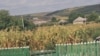 Vasile Bumacov: „Agricultura este o afacere bună”