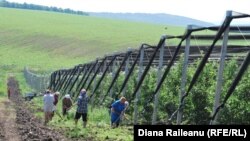 Plasă antigrindină la Sângerei